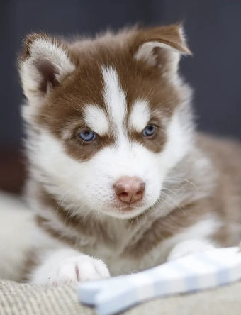 husky