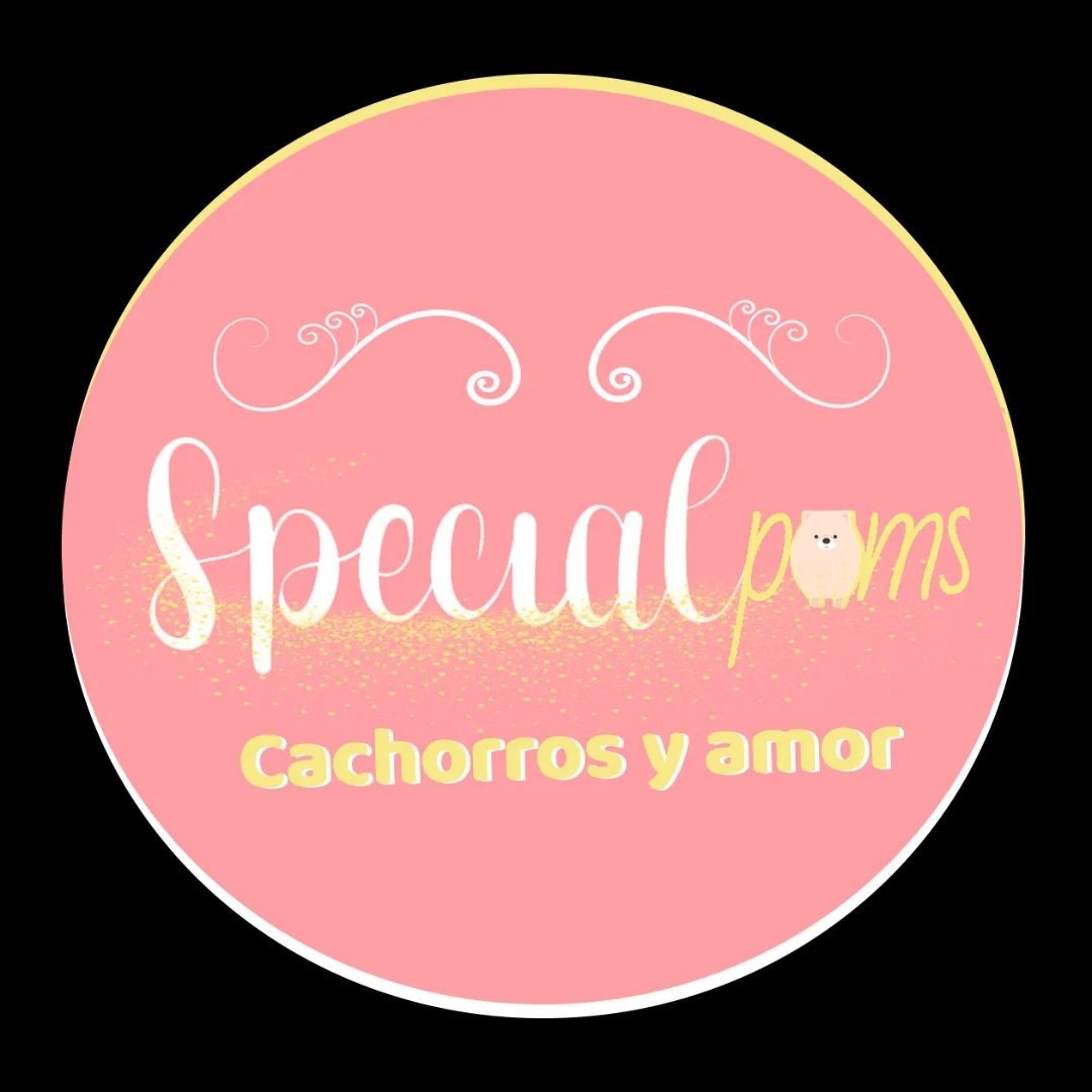 Special Poms CO, criadero de Pomerania en Colombia